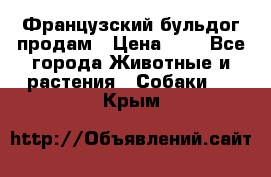 Французский бульдог продам › Цена ­ 1 - Все города Животные и растения » Собаки   . Крым